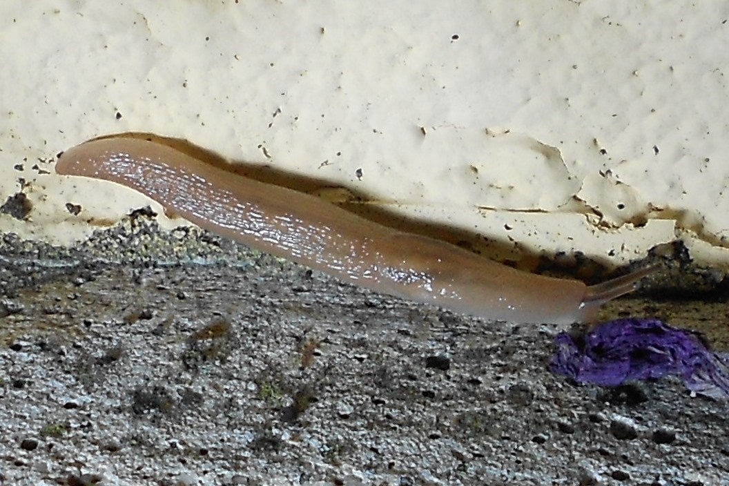 Lehmannia da Soldano (IM)